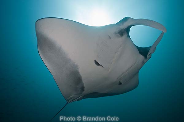 Manta birostris horizontal digital capture- 60MB high res TIFF available for download