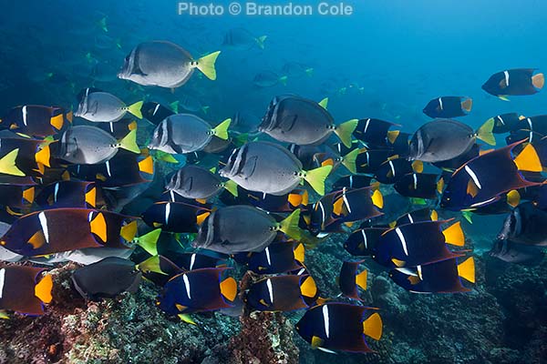 mixed species fish aggregation photo, King Angelfish- Holacanthus passer- and Yellowtailed Surgeonfish- Prionurus laticlavius. Horizontal wide angle underwater image