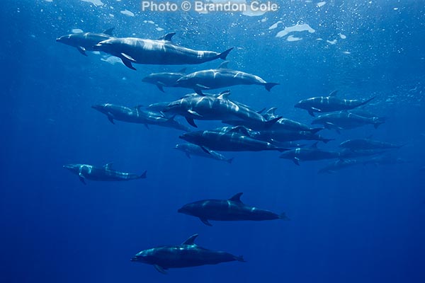 Tursiops truncatus, herd of oceanic bottlenose, horizontal underwater hires stock still image