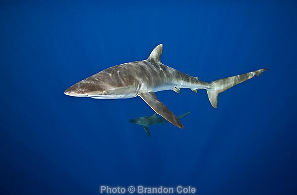 Carcharhinus falciformis identification photograph, horizontal format, hires with copy space