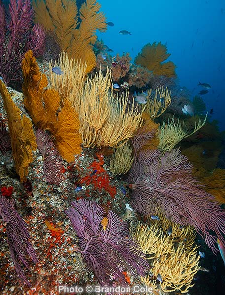 Antipathes galapagoensis and Mopsella, encrusting invertebrates, Vertical stock hires underwater photograph