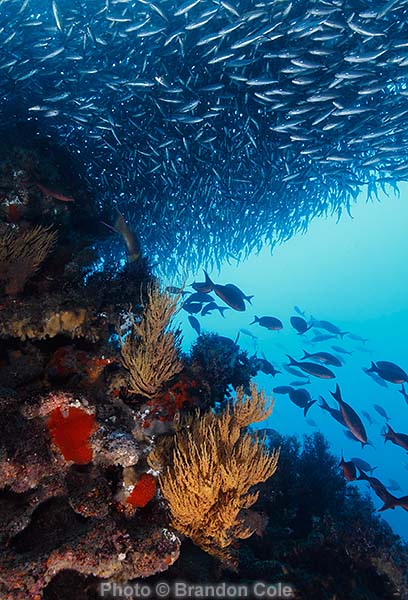 Xenocys jessiae shoal, colorful rocky reef wall, strong library of Galapagos undersea life